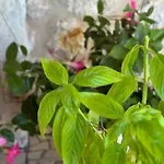Casale Pietrantica Tropea 4*