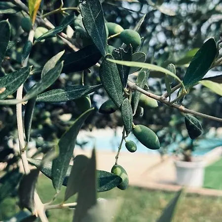 B&B Casale Pietrantica Tropea