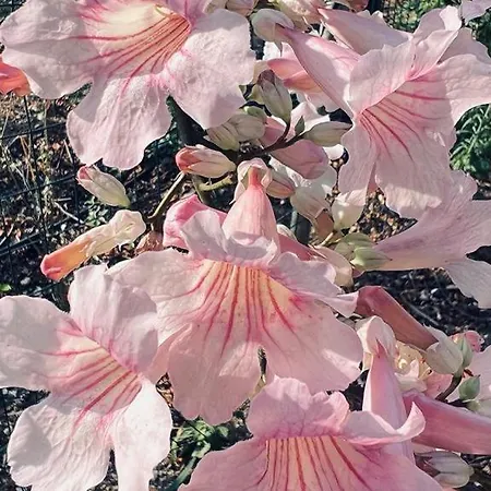 Casale Pietrantica Tropea Frühstückspension Ciaramiti