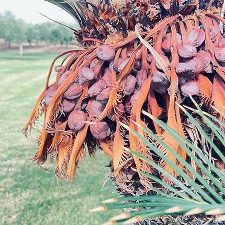 Casale Pietrantica Tropea B&B Ciaramiti