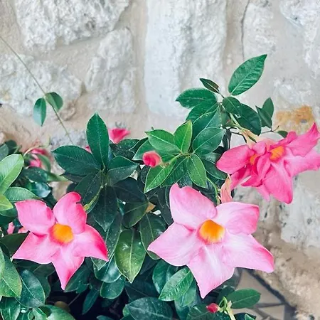 Casale Pietrantica Tropea 4* Ciaramiti