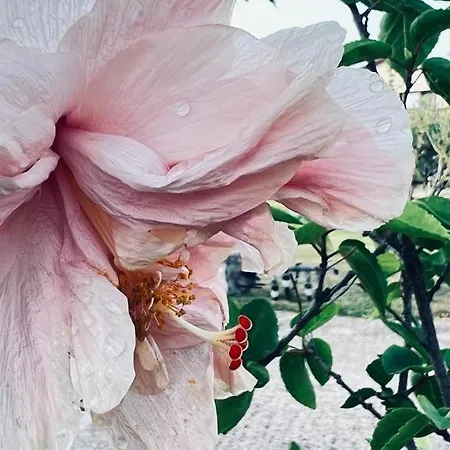 B&B Casale Pietrantica Tropea