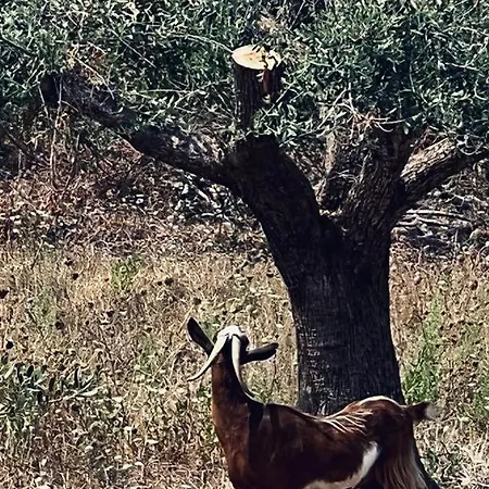 Casale Pietrantica Tropea B&B