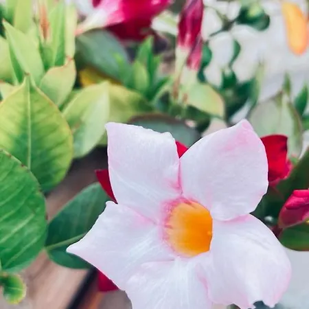 B&B Casale Pietrantica Tropea 4*