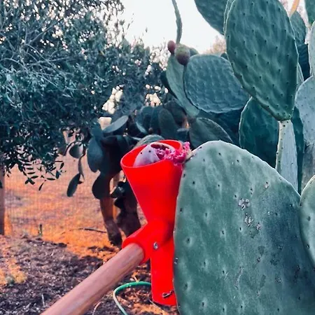 Casale Pietrantica Tropea Ciaramiti