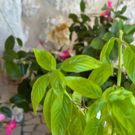 Casale Pietrantica Tropea 4*