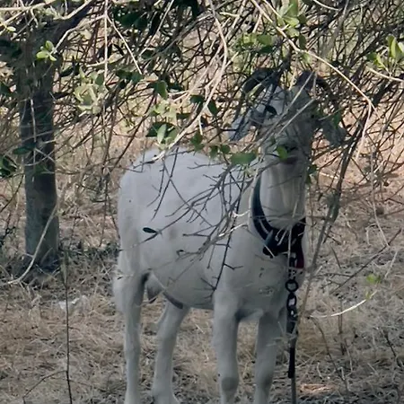 Casale Pietrantica Tropea Frühstückspension Ciaramiti