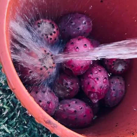 B&B Casale Pietrantica Tropea Ciaramiti