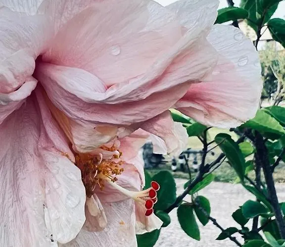 Bed & Breakfast Casale Pietrantica Tropea