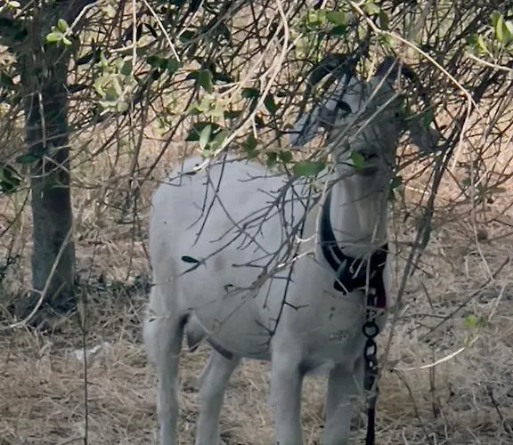 Casale Pietrantica Tropea Bed & Breakfast Ciaramiti